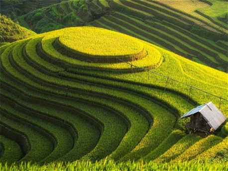 مزارع برنج